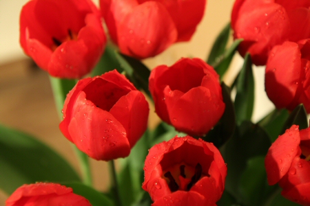 Heyboer tulp