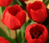 Heyboer tulp