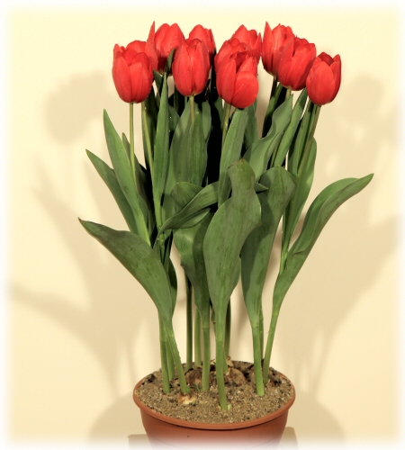 Heyboer tulp